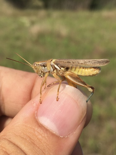 Blue-legged Locust