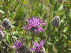 Centaurea scabiosa