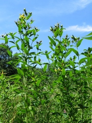 Hypericum ascyron pyramidatum