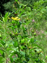 Hypericum ascyron pyramidatum
