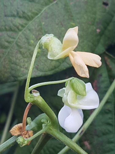 Common Bean