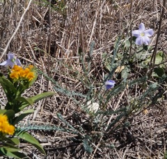Linum austriacum marschallianum