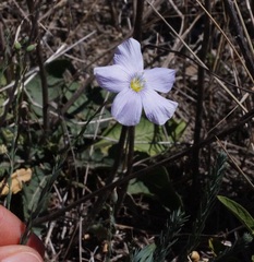 Linum austriacum marschallianum