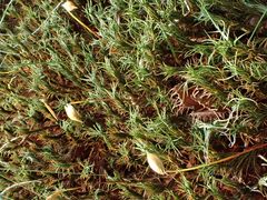 Polytrichum formosum