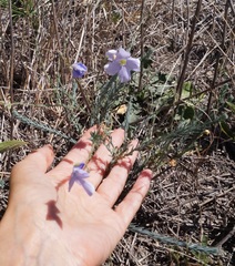 Linum austriacum marschallianum