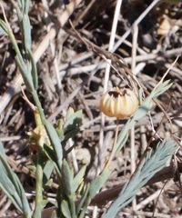 Linum austriacum marschallianum