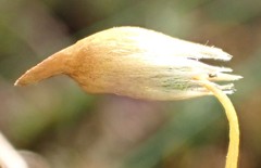 Polytrichum formosum