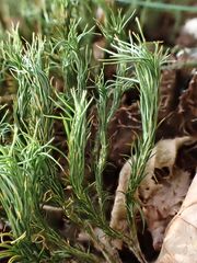 Polytrichum formosum