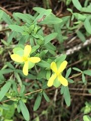 Hypericum crux-andreae