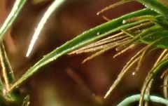 Polytrichum formosum