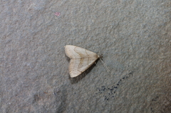 Macrochilo litophora