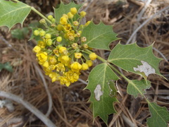 Berberis wilcoxii