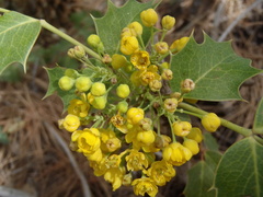 Berberis wilcoxii