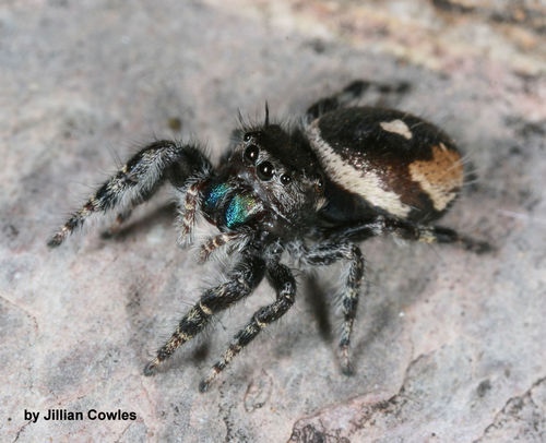 Phidippus californicus photo 3