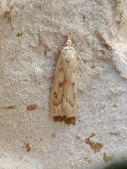Occidentalia comptulatalis