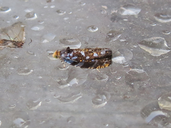 Olethreutes auricapitana