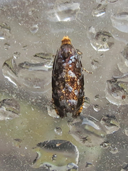 Olethreutes auricapitana