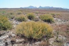 Atriplex verrucifera