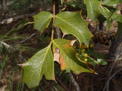 Berberis wilcoxii