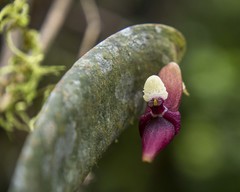 Pleurothallis perijaensis