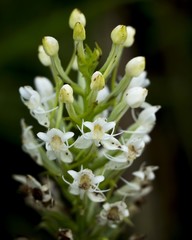 Habenaria monorrhiza