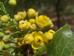 Berberis wilcoxii