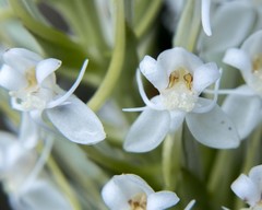 Habenaria monorrhiza