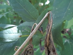 Eutreta noveboracensis