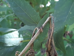 Eutreta noveboracensis