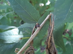 Eutreta noveboracensis