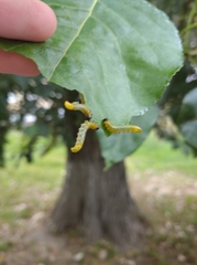 Pristiphora conjugata