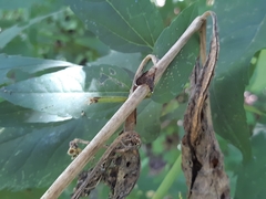 Eutreta noveboracensis