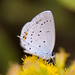 Short-tailed Blue - Photo (c) Tony Hisgett, some rights reserved (CC BY)