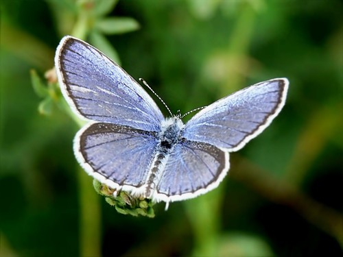 Short-tailed Blue