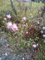 Centaurea pseudomaculosa
