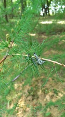 Pristiphora erichsonii