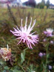 Centaurea pseudomaculosa