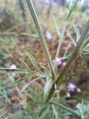 Centaurea pseudomaculosa