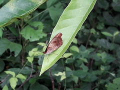 Catonephele mexicana