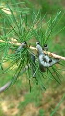 Pristiphora erichsonii