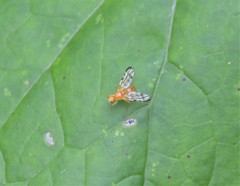 Acidia cognata