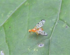 Acidia cognata
