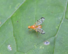 Acidia cognata