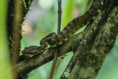 Eyelash Viper photo 2