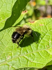 Bombus vagans