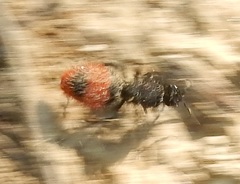 Dasymutilla clotho
