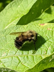Bombus vagans