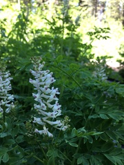 Corydalis caseana