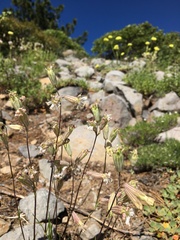 Silene lemmonii