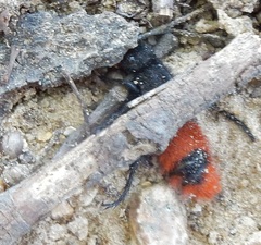 Dasymutilla clotho